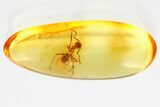 Detailed Fossil Ant (Formicidae) In Baltic Amber #372611-1